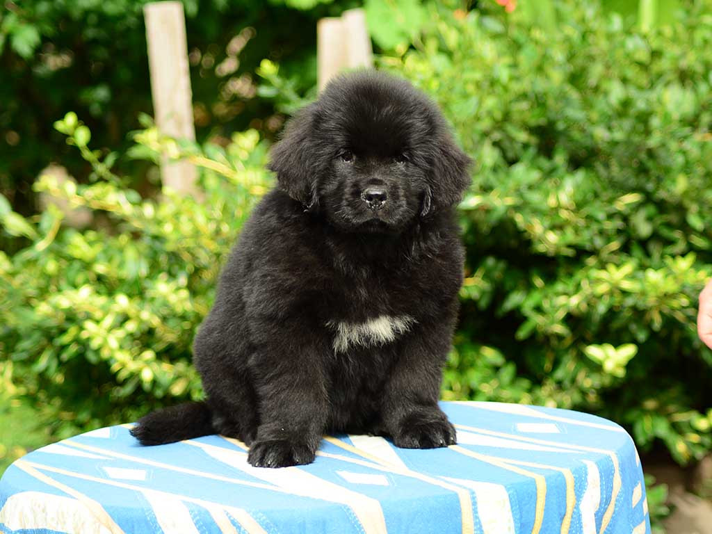 12 Best Big Dogs for Kids Find the Perfect Dog for Your Family