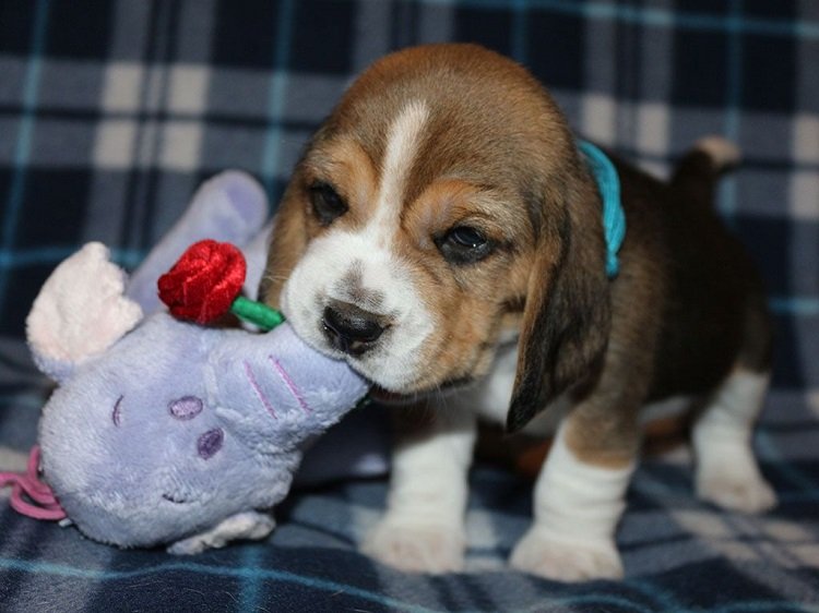 4 - 6 weeks old Beagle