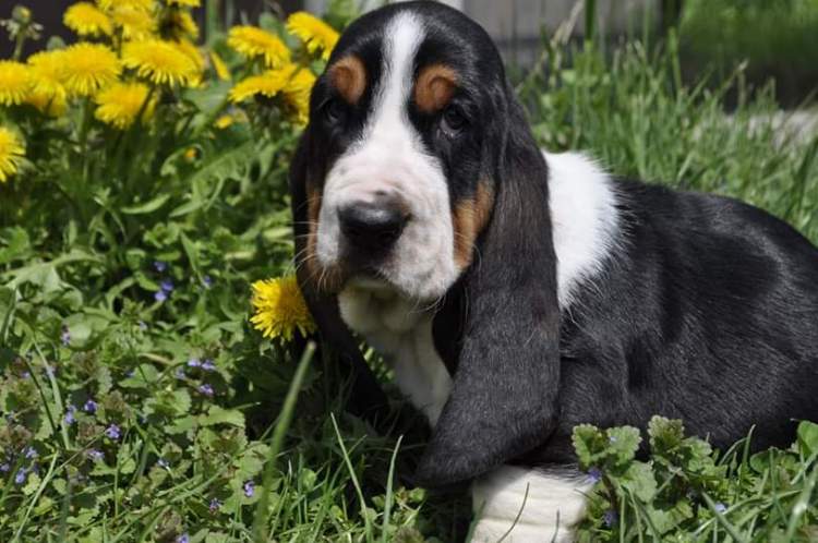 Basset Hound pet friendly