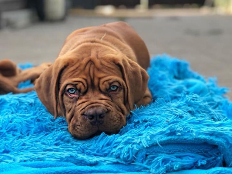 Dogue de Bordeaux Pet friendly