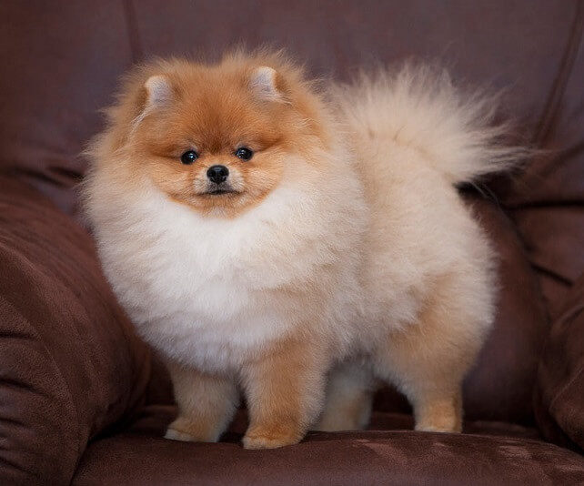 Pomeranian Senior