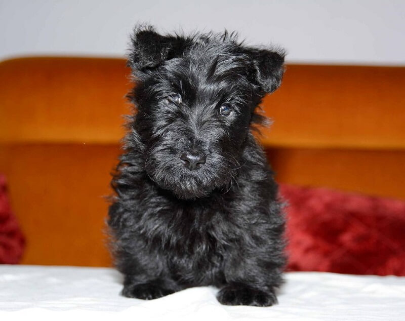 Scottish Terrier Senior