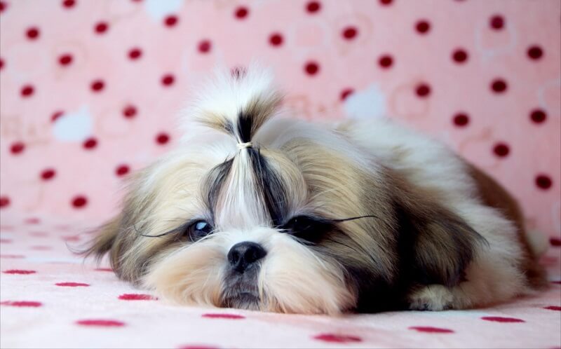 shih-tzu calm breed Shih-Tzu senior