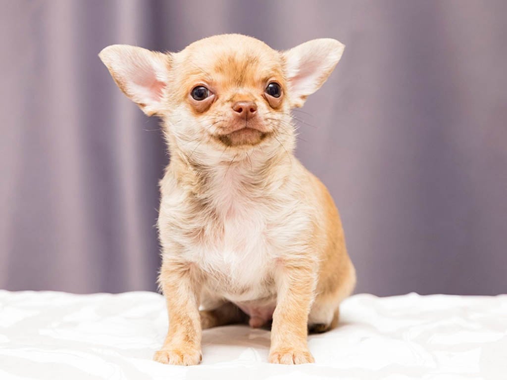 Chihuahua age