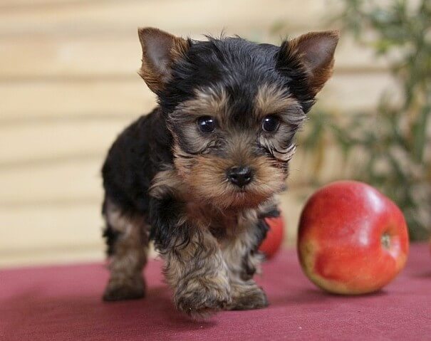 Yorkshire Terrier Senior