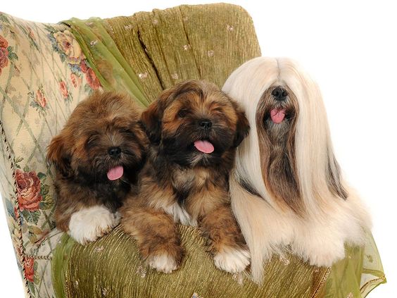 Lhasa Apso lifespan