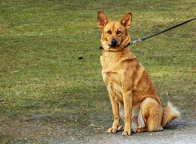 dog on leash