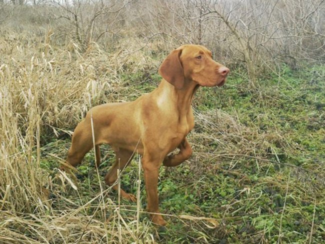 Vizsla carefully looking around