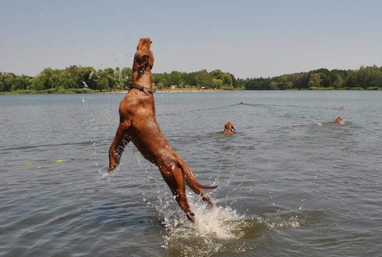 A bouncy Vizsla