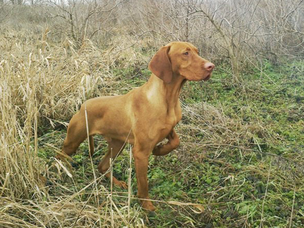 miniature vizsla dog