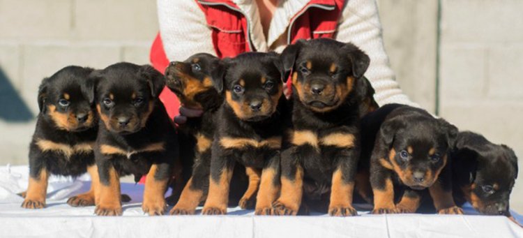 Rottweiler litter puppies