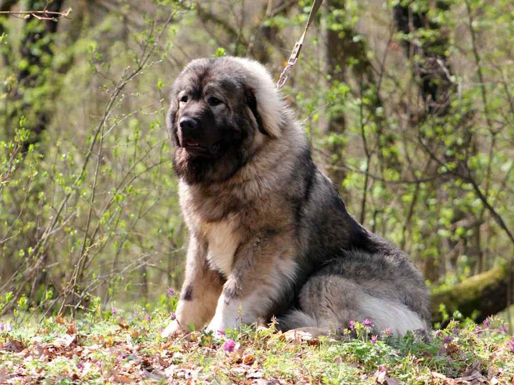 Caucasian Mountain Dog sire
