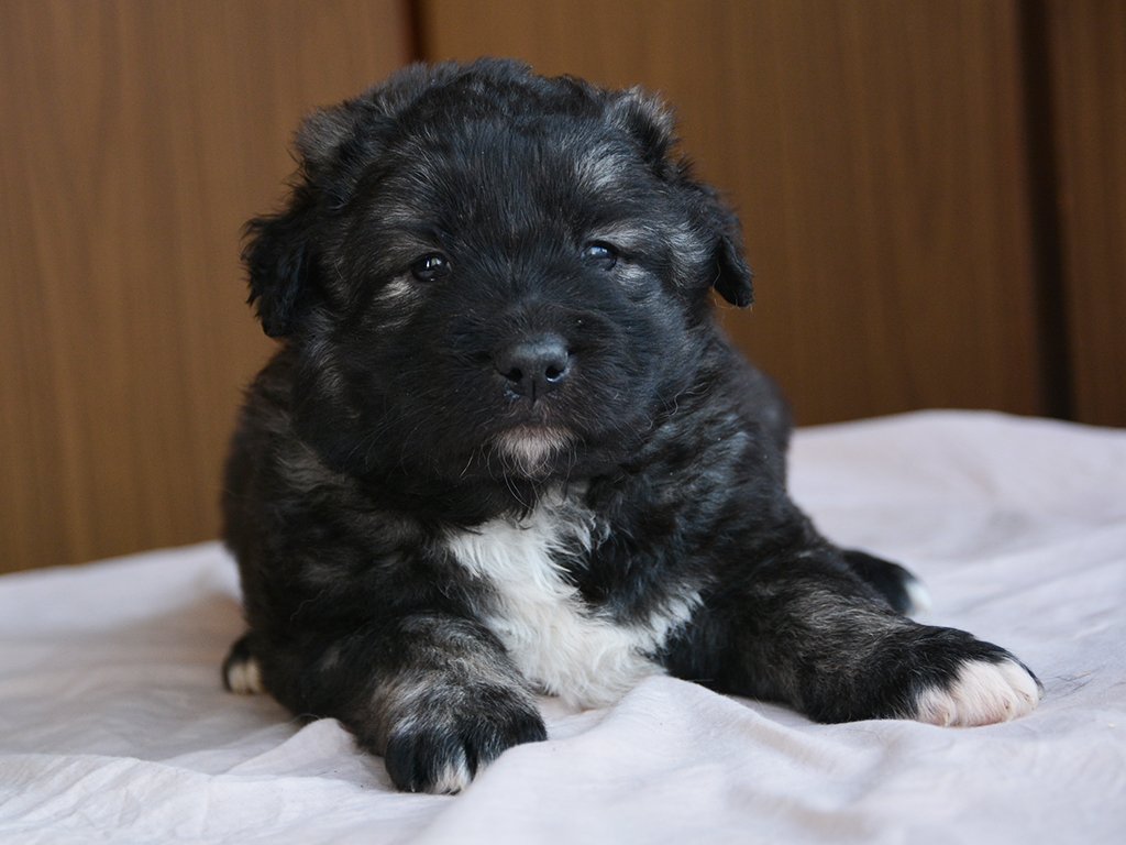 Caucasian Shepherd puppy