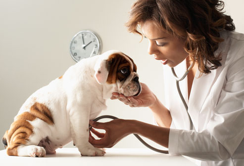 dog health check