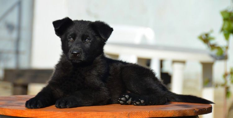 German Shepherd Dog cold weather