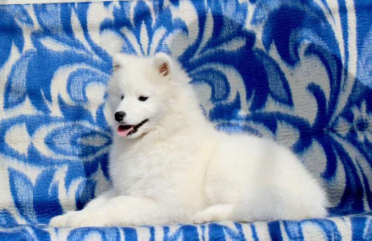 SAMOYED COLD CLIMATE