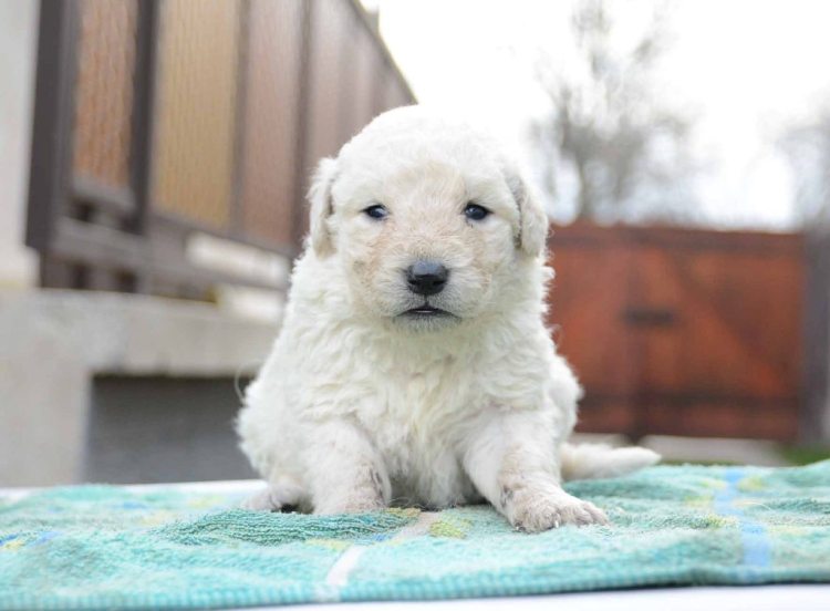 KUVASZ WINTER BREED