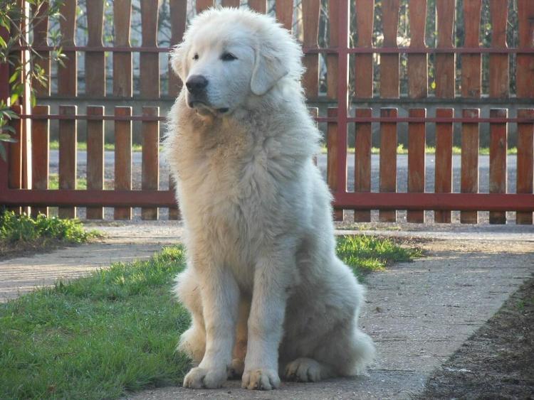 Great Pyrenees cold climate