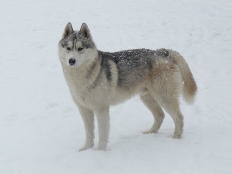 SIBERIAN HUSKY WINTER COLD