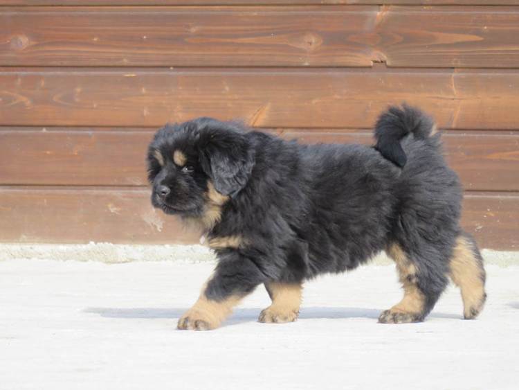 TIBETAN MASTIFF COLD CLIMATE