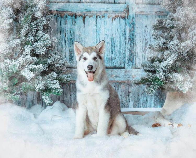 Siberian Husky cold weather