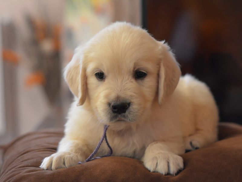 Golden Retriever Training