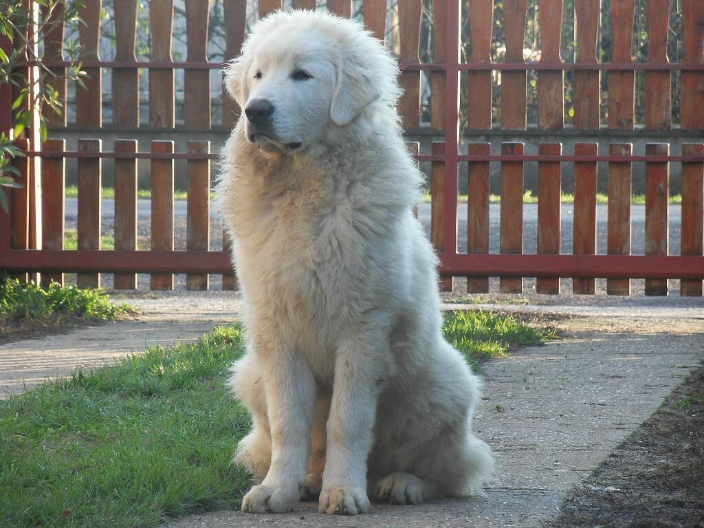 Great Pyrenees cold climate