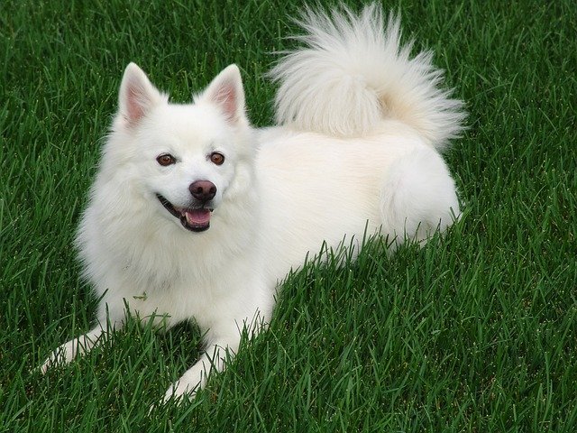 American Eskimo dog cold weather