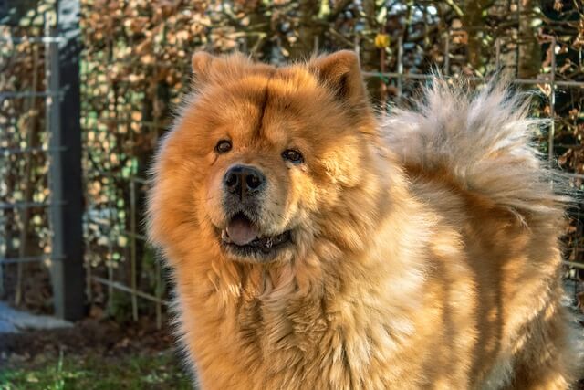 Chow Chow cold weather