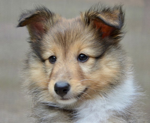 Shetland Sheepdog Training