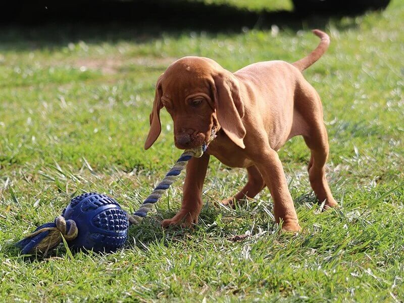 Vizsla Training