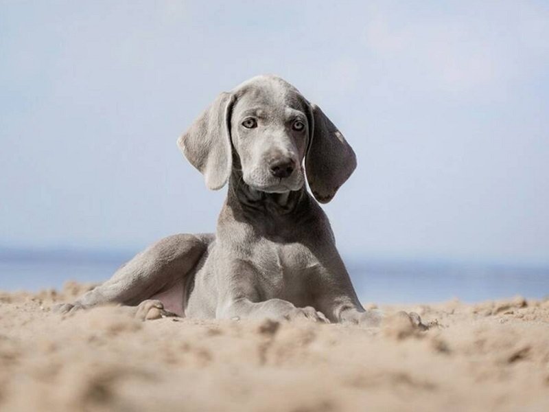 Weimaraner Training