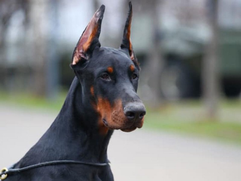 Doberman Pinscher Training