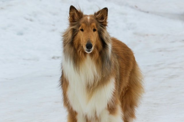 Collie Training