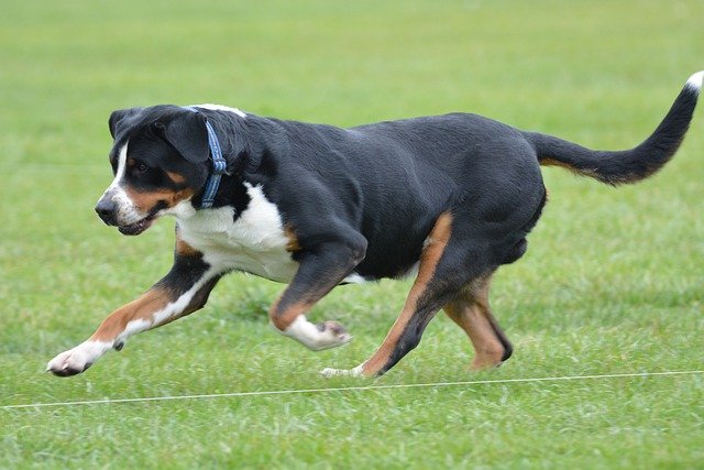 GREATER SWISS MOUNTAIN DOG COLD CLIMATE