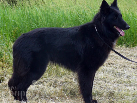 belgian shepherd groenendael for sale