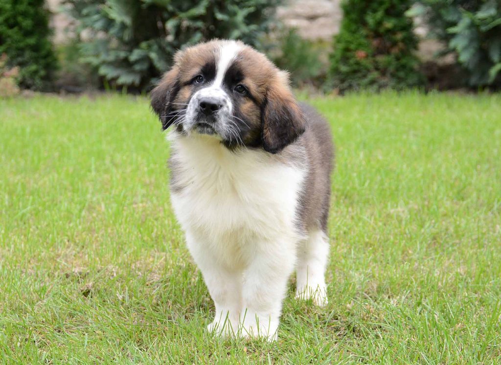 moscow dog breed