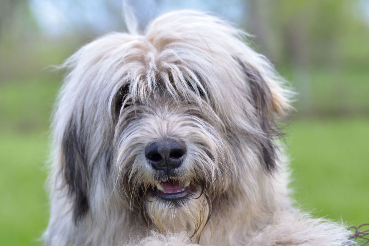 Large Romanian Dog Breeds Large Romanian Dog Breeds