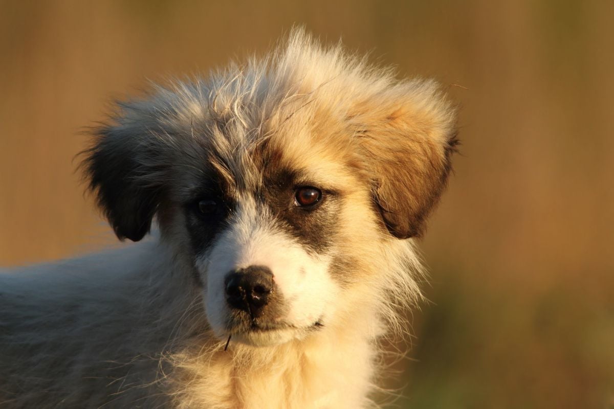 Romanian Mioritic Shepherd Puppies Breed Information Puppies For Sale