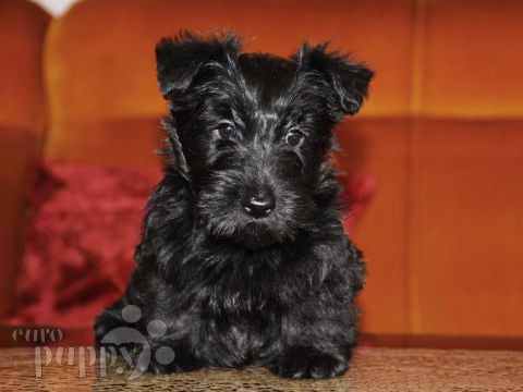 scottie dog puppies for sale