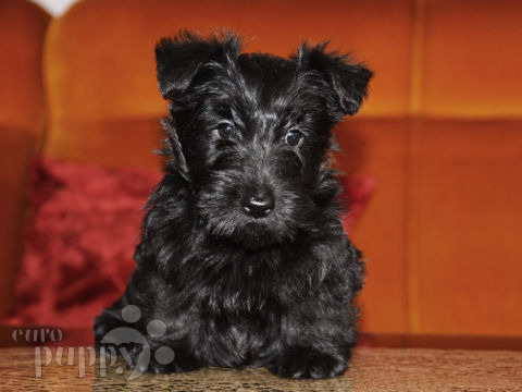 Scottish Terrier Puppies Breed Information Puppies For Sale