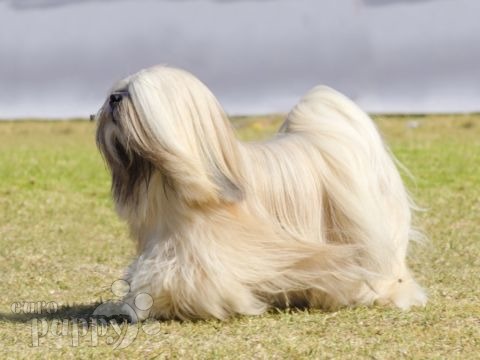 tibetan terrier mix puppies for sale