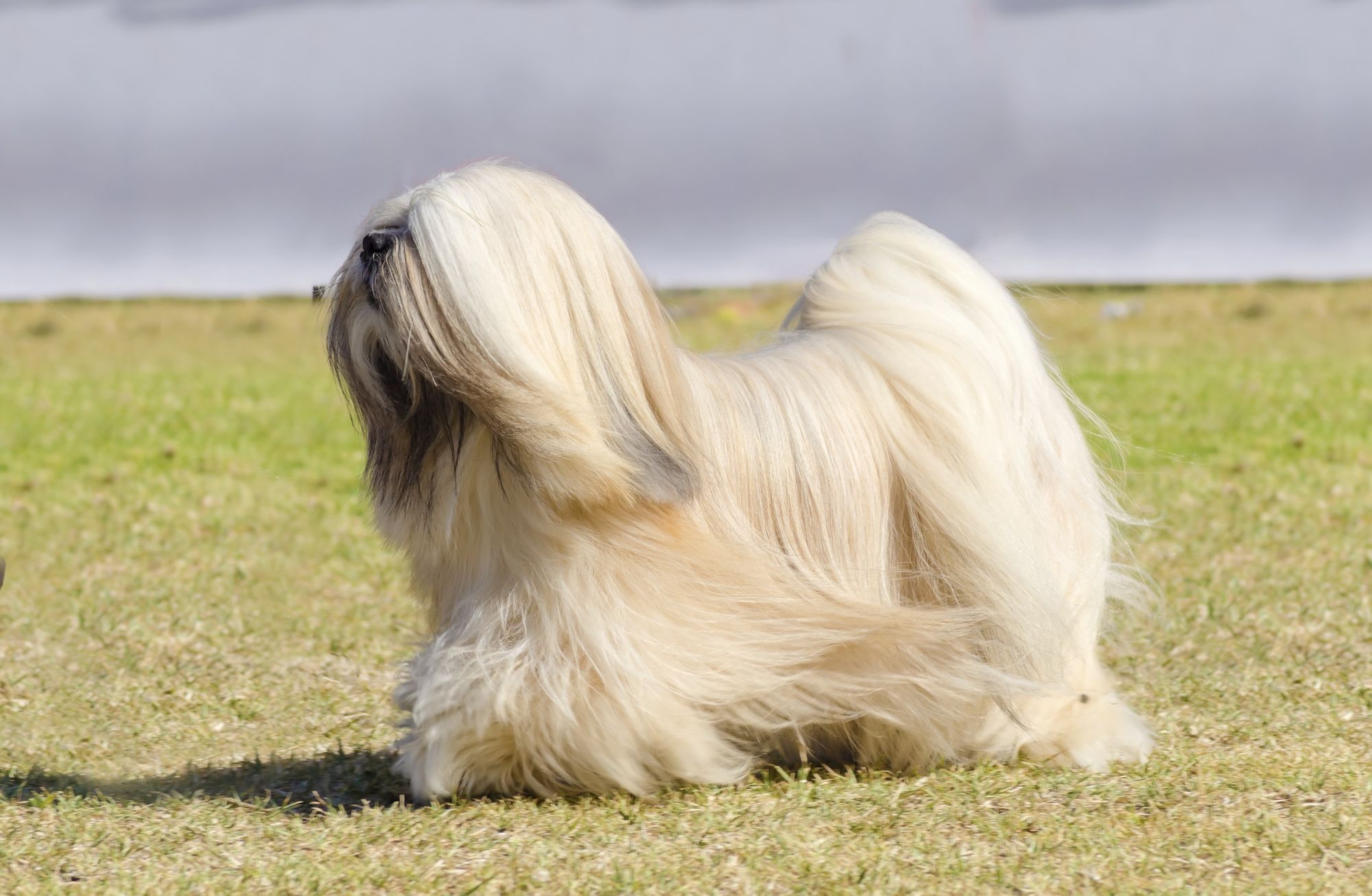 Tibetan Terrier Puppies Breed information & Puppies for Sale