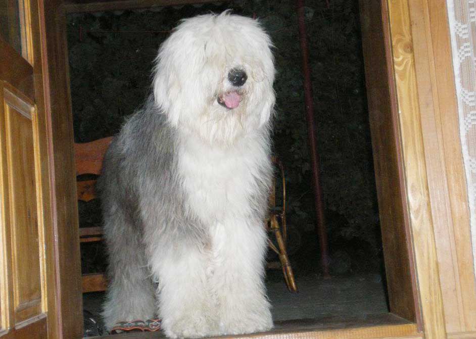 royal doulton old english sheepdog