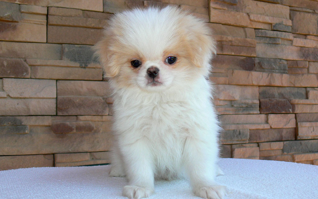 white japanese chin puppies for sale