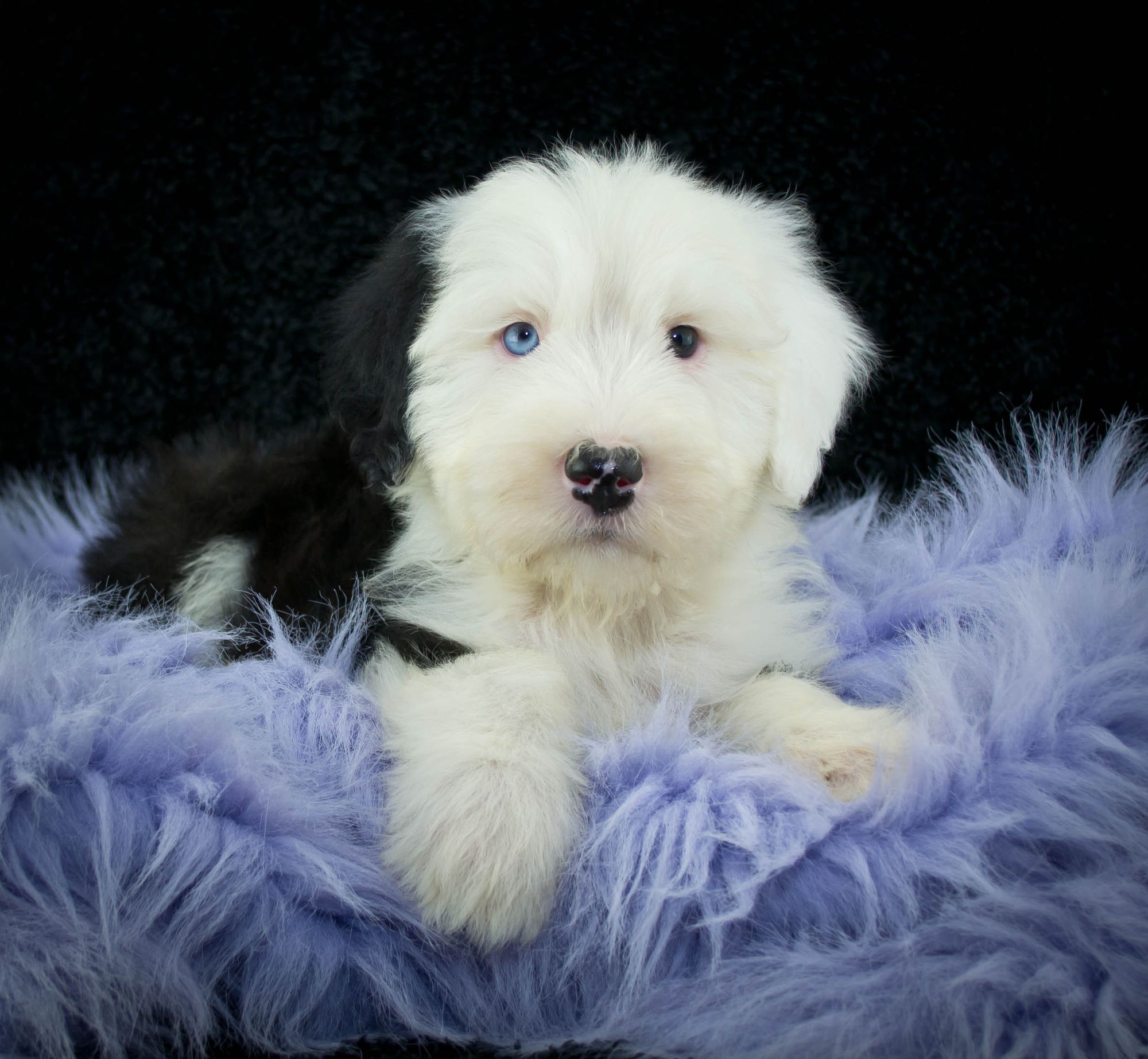 Old English Sheepdog Puppies Breed information & Puppies for Sale