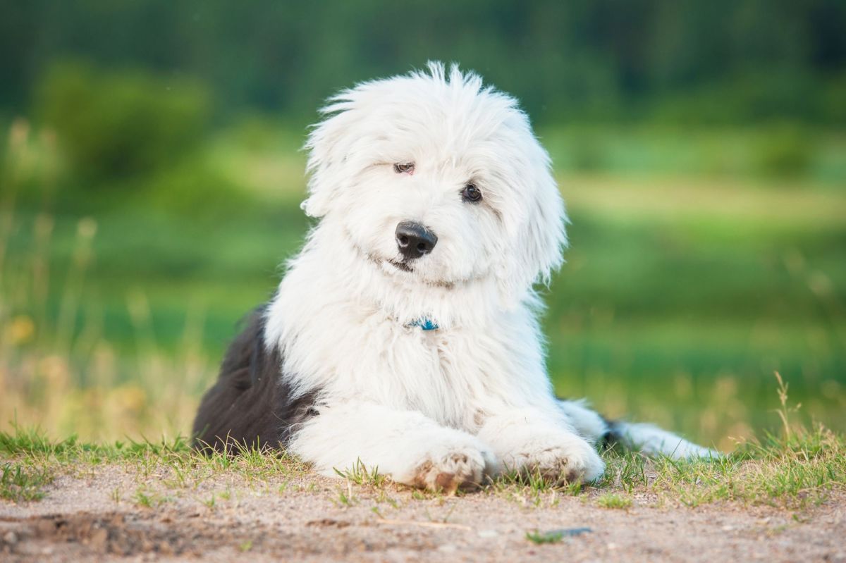 old english sheep dog statue