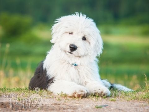 old english sheepdog puppy old english sheepdog puppy