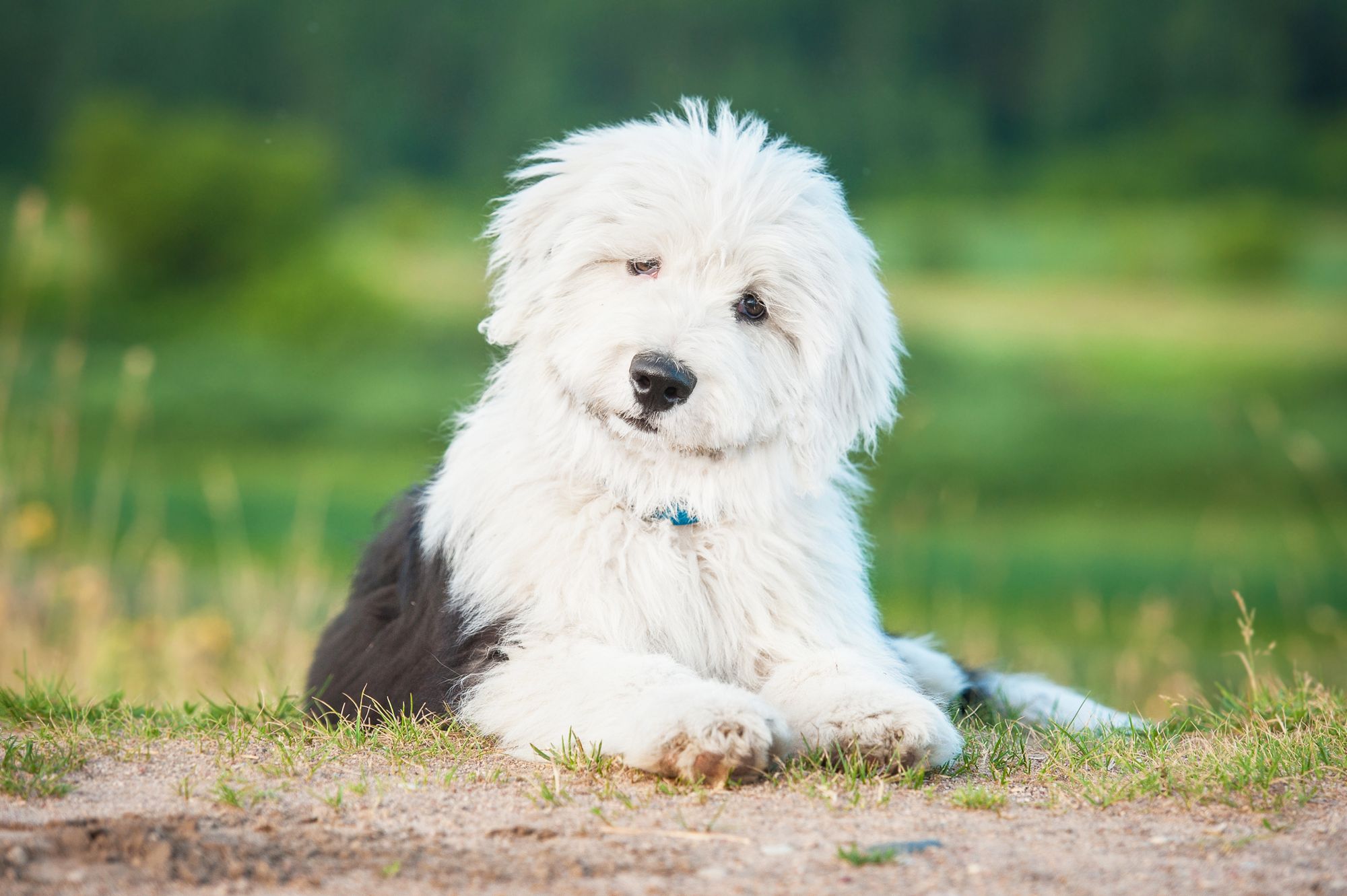 maltese sheepdog