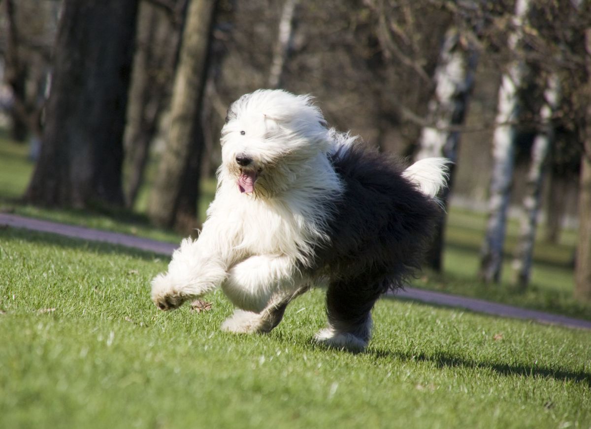 belgian shepherd for sale in pakistan old english sheepdog puppies breed information u0026 puppies for sale belgian shepherd for sale in pakistan old english sheepdog puppies breed information u0026 puppies for sale